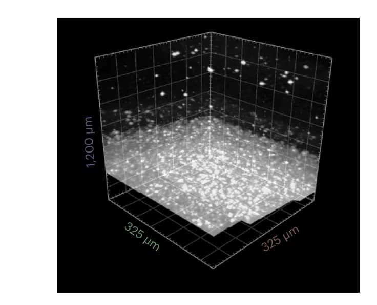 Open access visualization of 3D Plot, Microscopy, Raw Data, c-Fos-Labeled Brain, LSFM