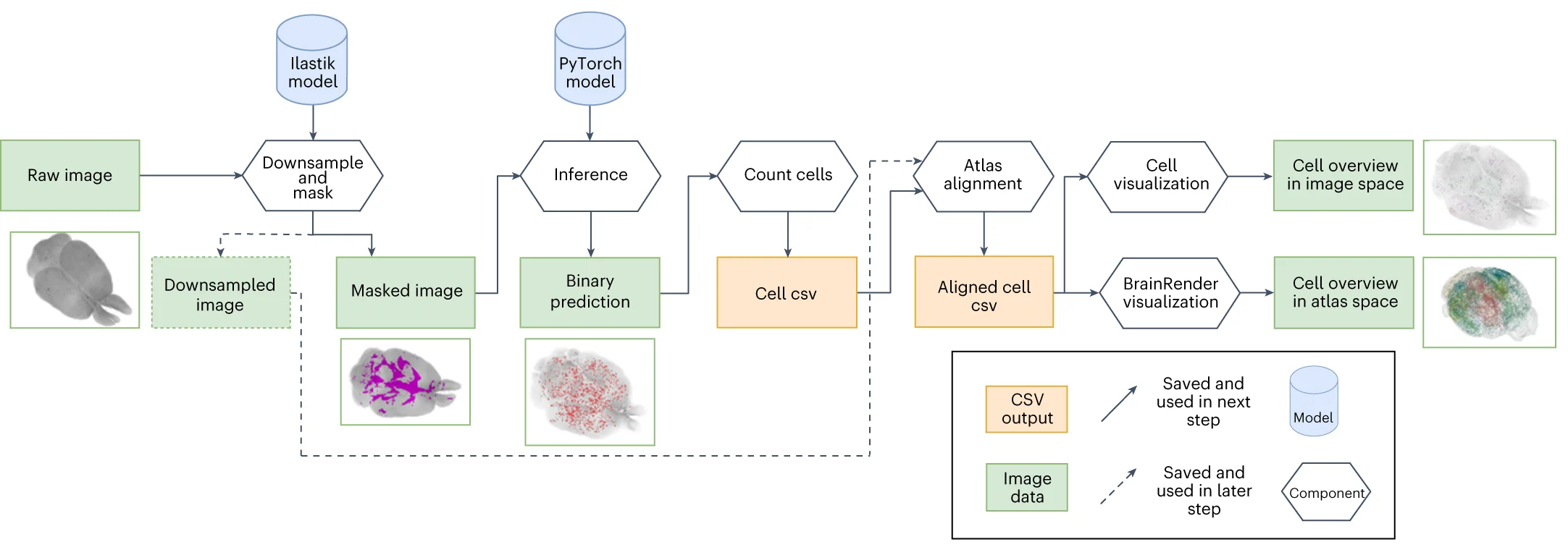 Open access visualization of Workflow, Flowchart, DELiVR, Inference Pipeline, Image Stacks