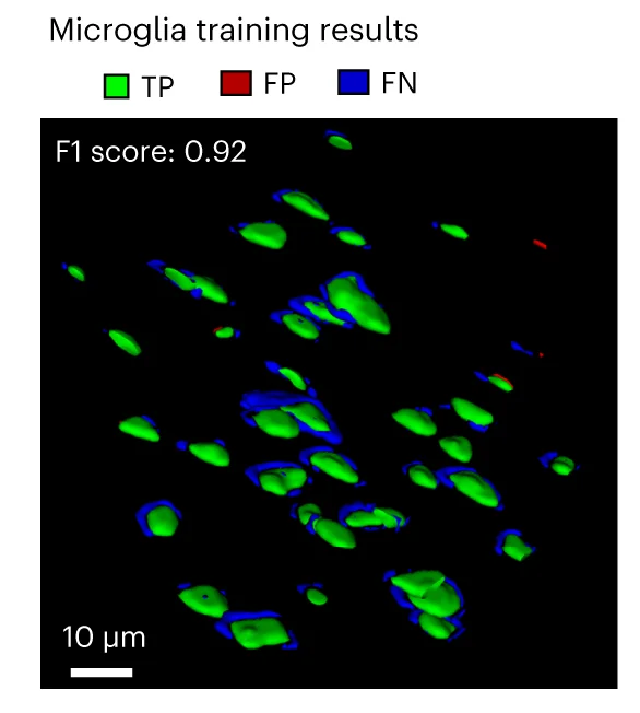Open access visualization of Microscopy, 3D Representation, Training Evaluation, Predicted Cells, Reference Annotations