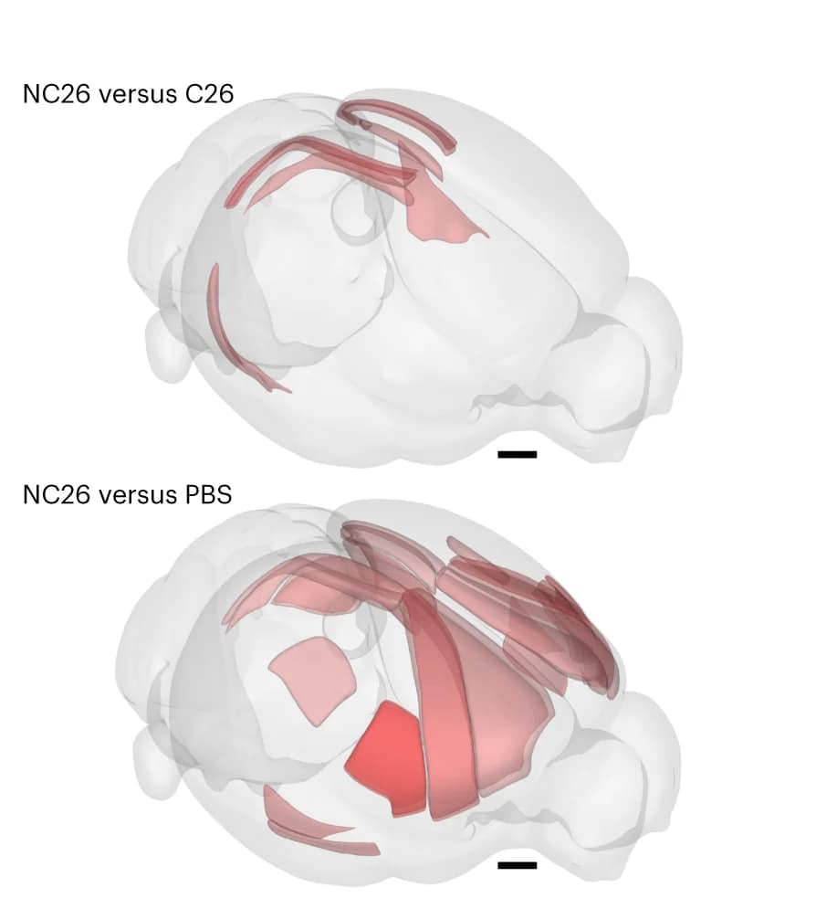 Open access visualization of 3D Plot, Brain Areas, c-Fos, Expression, BrainRender