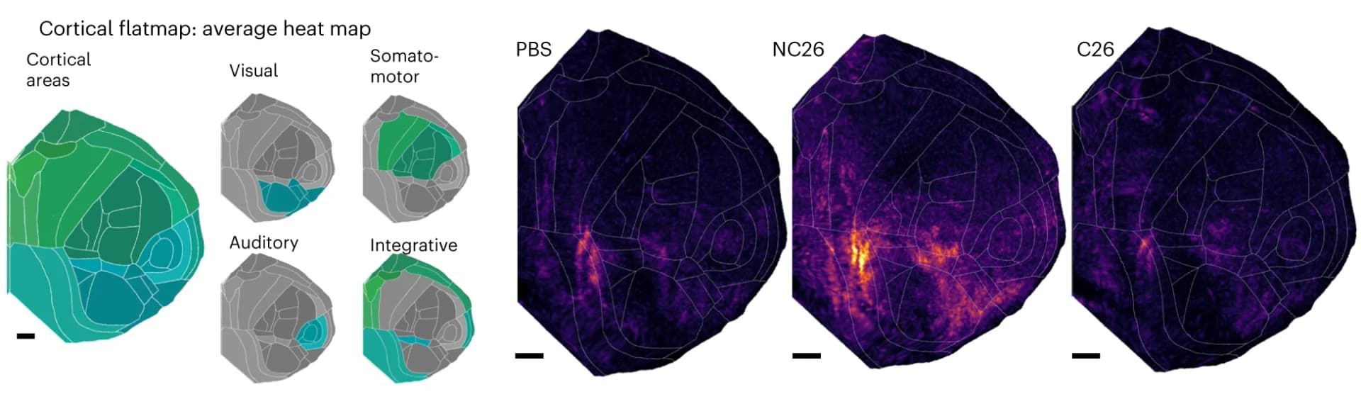 Open access visualization of Heatmap, Flattened Cortex, Visualizations, c-Fos, Cell Density