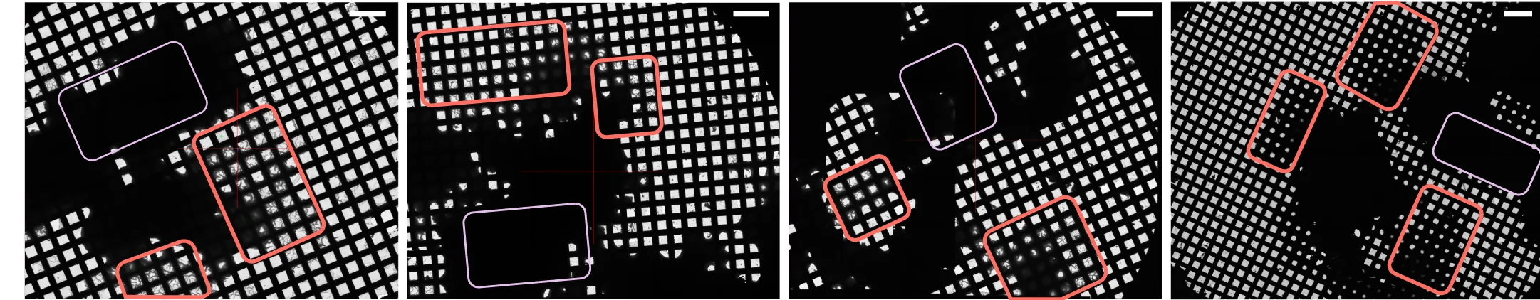 Open access visualization of Microscopy, Cryo-specimens, 70S Ribosome, 20S Proteasome, Apo-ferritin