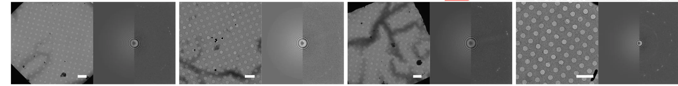 Open access visualization of Microscopy, Cryo-specimens, 70S Ribosome, 20S Proteasome, Apo-ferritin