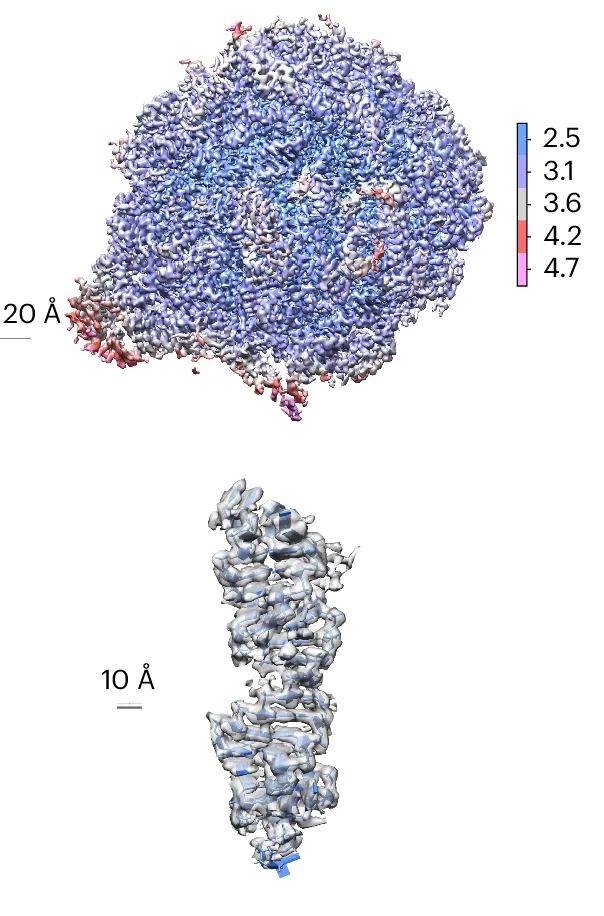 Open access visualization of Protein Structure, Ribosome, Proteasome, Apo-ferritin, ACE2