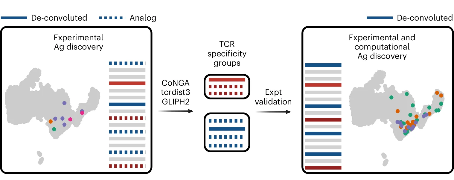 Open access visualization of Workflow, Flowchart, TCR, Antigen Specificity, Computational Prediction