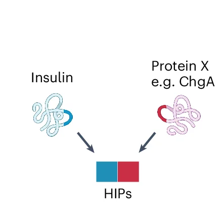 Open access visualization of Workflow, Illustration, HIPs, Insulin, Secretory Granule Proteins