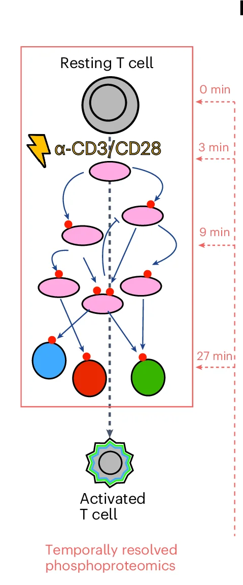 Open access visualization of Workflow, Flowchart, Illustration, T Cell Activation, Phosphoproteomic Analysis
