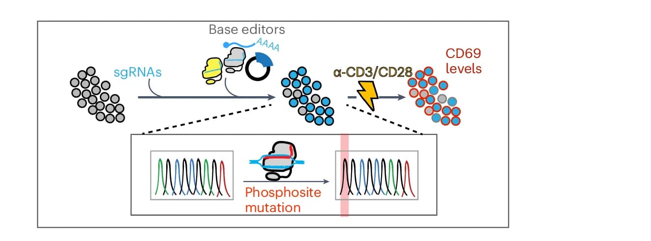 Open access visualization of Workflow, Illustration, Line Plot, Base Editor, Delivery Methods