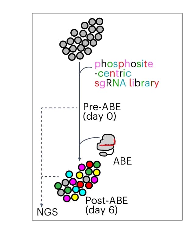 Open access visualization of Workflow, Flowchart, Illustration, Base Editor Screens, Phosphosites