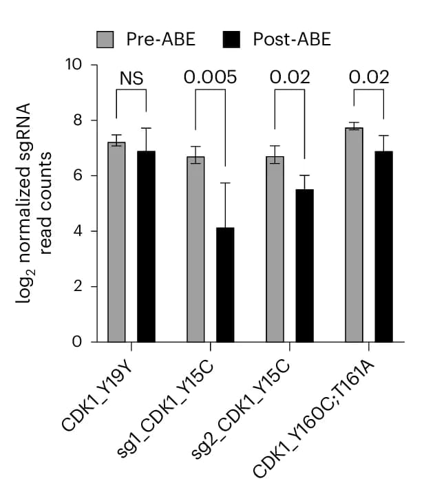 Open access visualization of Bar Plot, Error Bars, Clustered, CDK1 Phosphosites, sgRNA