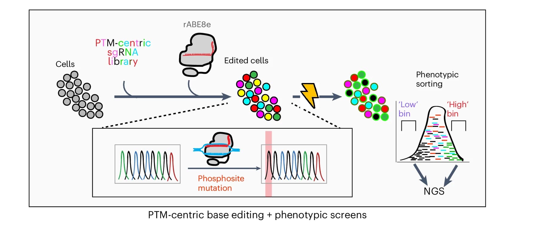 Open access visualization of Workflow, Base Editing, Transcriptional Reporter, NGS, PTM