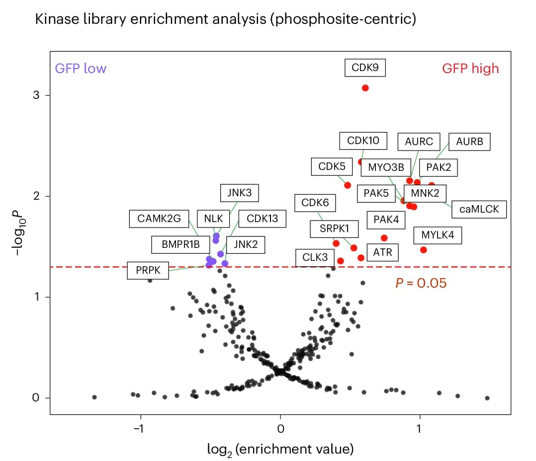 Open access visualization of Volcano Plot, Scatter Plot, Kinase Library, Enrichment Analysis, Phosphosites