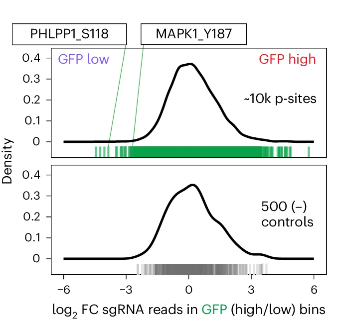Open access visualization of Density Plot, Line Plot, sgRNAs, Phosphorylation mutations, NFAT