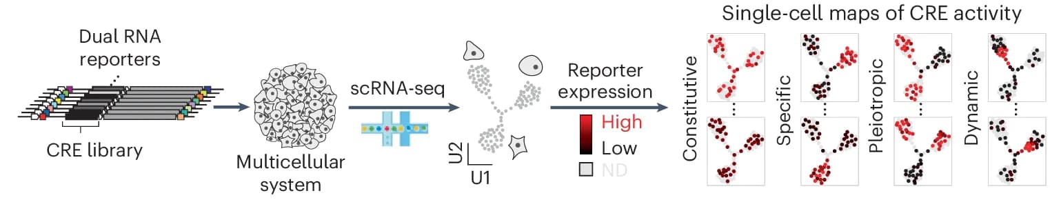 Open access visualization of Scatter Plot, UMAP, Workflow, Multiplex Single-Cell Reporter Assays, scRNA-seq