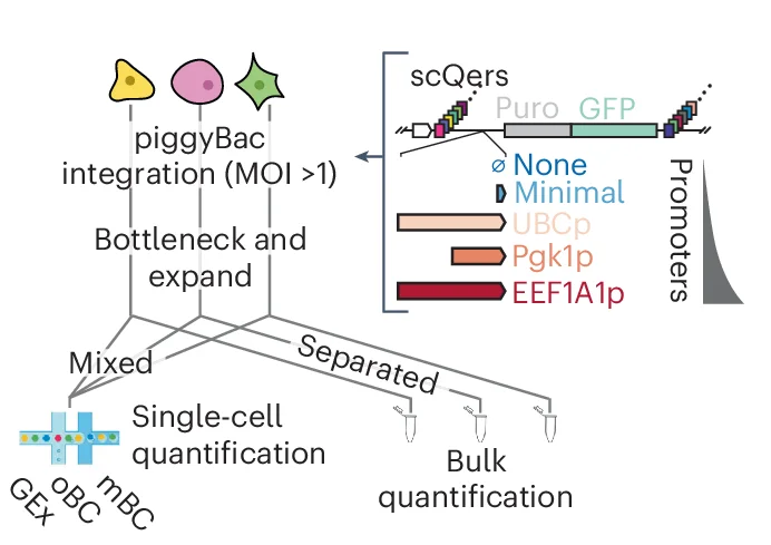 Open access visualization of Workflow, Flowchart, scQer library, Promoters, oBC-promoter-mBC triplets