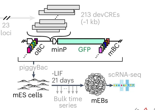 Open access visualization of Workflow, Flowchart, Illustration, scQers, Developmental CREs