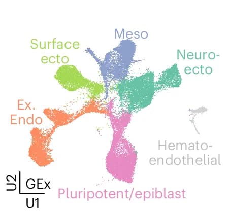 Open access visualization of UMAP, scRNA-seq, scQer, mEB Cells, Extra-Embryonic Endoderm