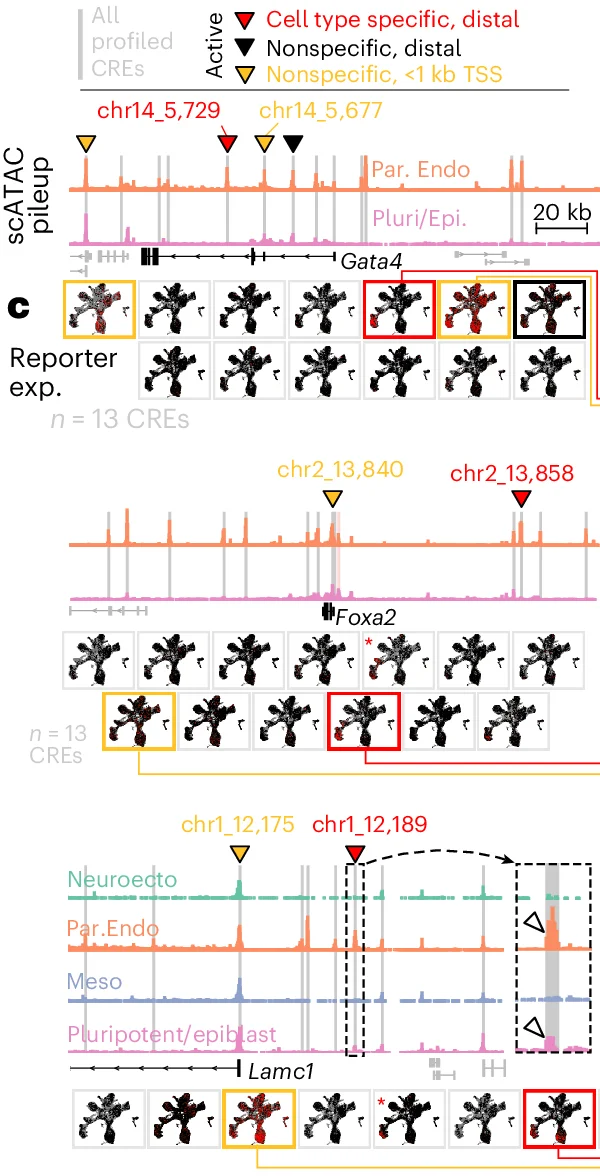 Open access visualization of Line Plot, Loci, scATAC, Pluripotent, Parietal Endoderm