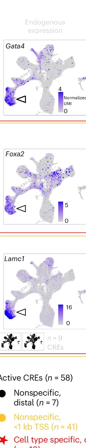 Open access visualization of UMAP, Endogenous Expression, scRNA Seq, Normalized UMI Counts, Parietal Endoderm Cells