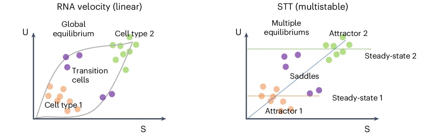 Open access visualization of Scatter Plot, Line Plot, RNA Velocity, STT Tensor Model, Multistable Attractors