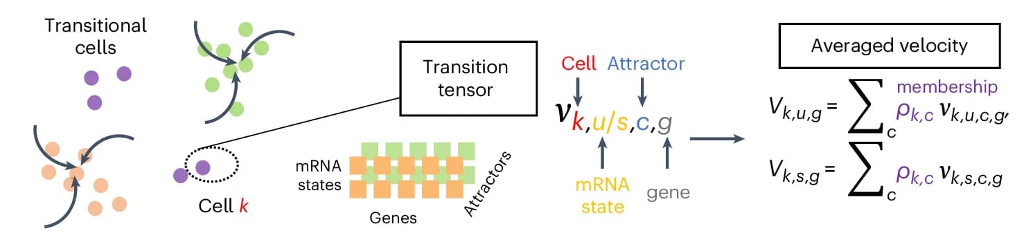 Open access visualization of Workflow, Flowchart, Illustration, Transition Tensor, RNA Velocity