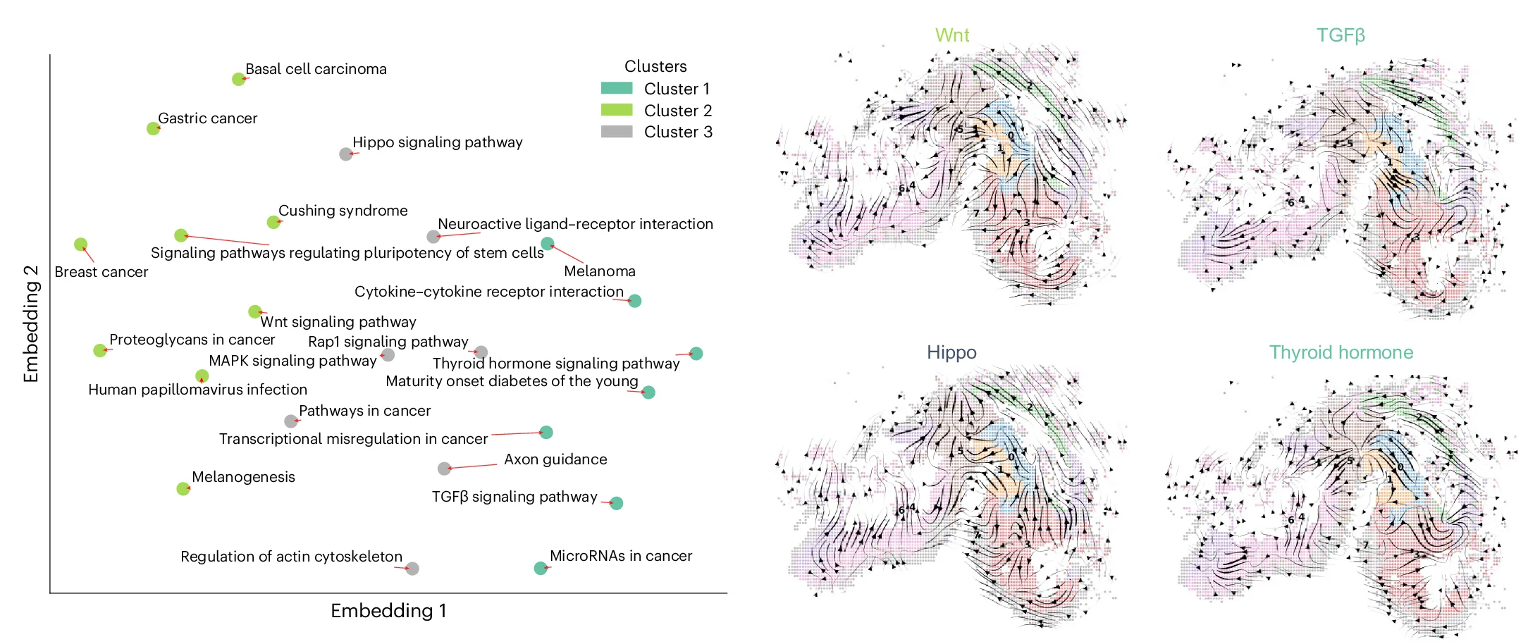 Open access visualization of Scatter Plot, UMAP, Network, Transition Tensors, KEGG Pathways