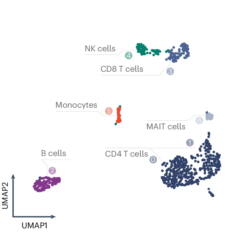 Open access visualization of Scatter Plot, UMAP, PBMCs, Cell Types, Cell Clustering