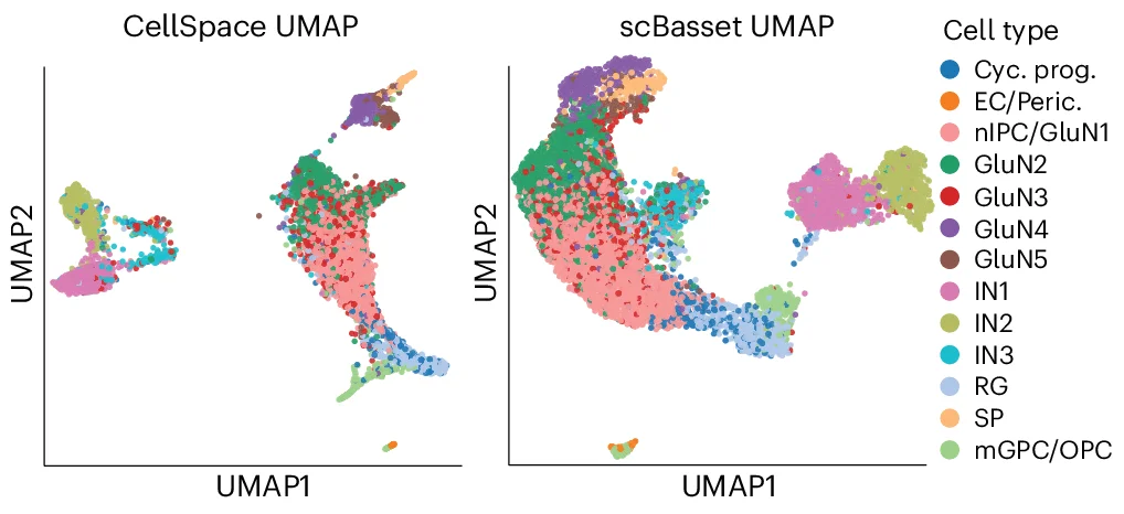 Open access visualization of UMAP, Scatter Plot, CellSpace, scBasset, scATAC-seq