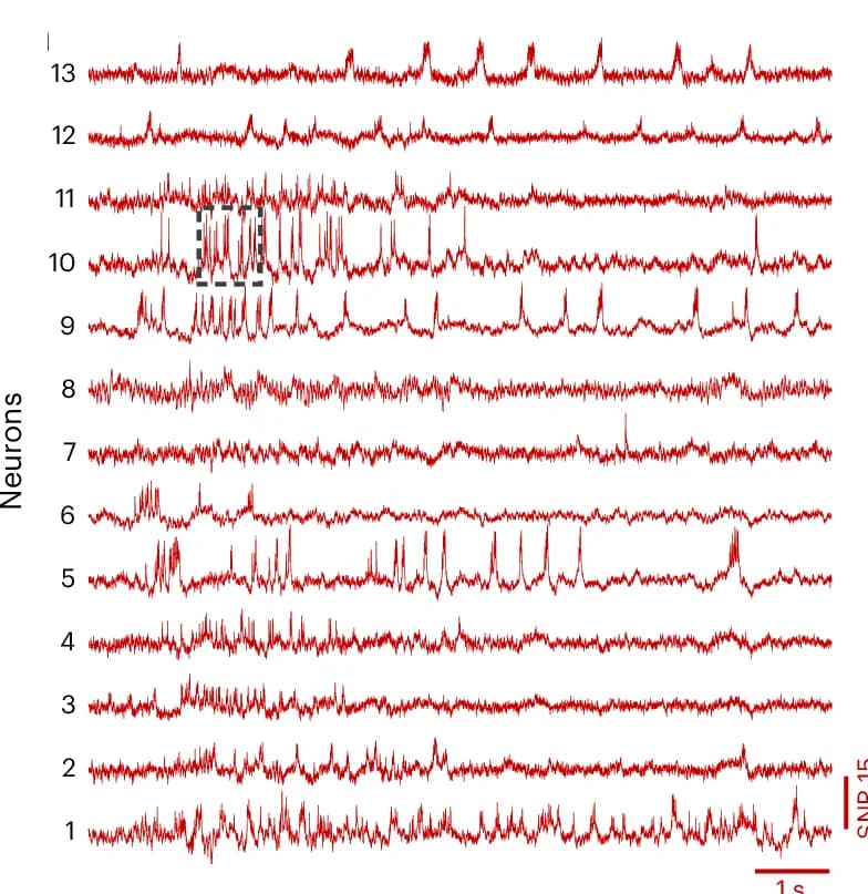 Open access visualization of Line Plot, Fluorescence Traces, Neurons, somArchon