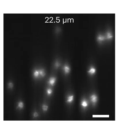 Open access visualization of Microscopy, Fluorescence Images, Targeted Illumination, Confocal Slit Width