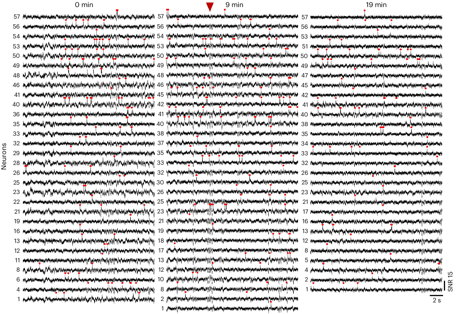 Open access visualization of Line Plot, Voltron2 Fluorescence, Fluorescence Traces, Active Cells