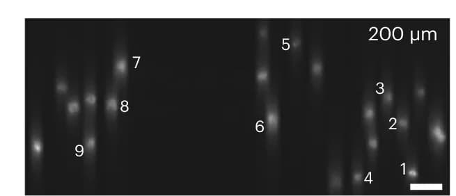 Open access visualization of Microscopy, Fluorescence Images, Voltron2
