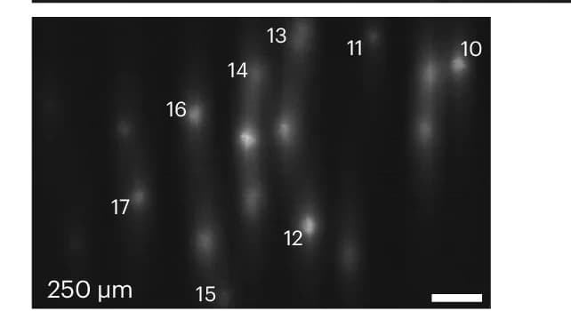 Open access visualization of Microscopy, Fluorescence Images, Voltron2