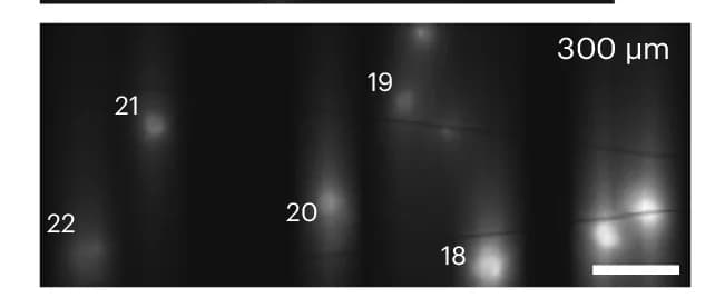 Open access visualization of Microscopy, Fluorescence Images, Voltron2
