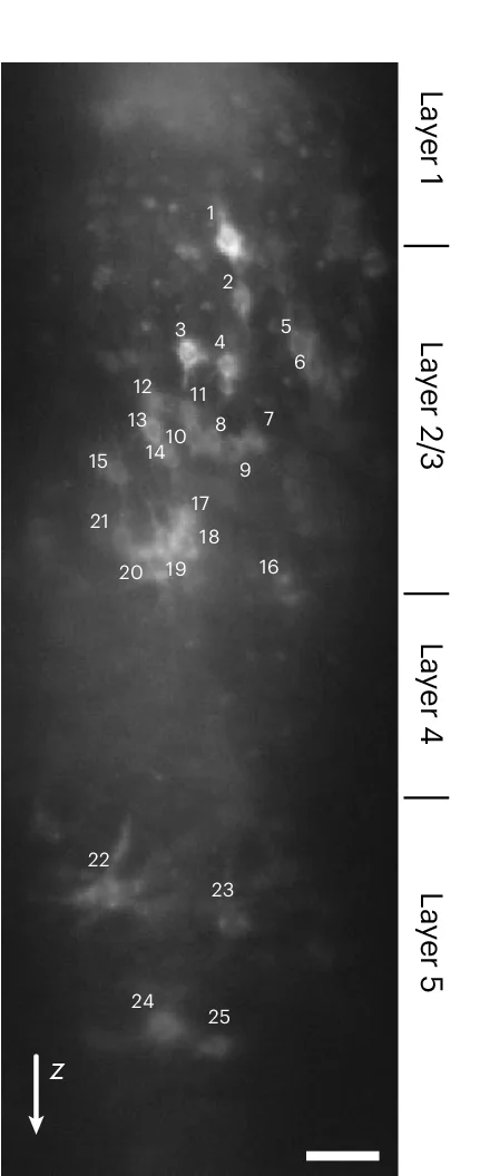 Open access visualization of Microscopy, Confocal Image, Voltron2 Fluorescence, Neurons, Cortical Layers