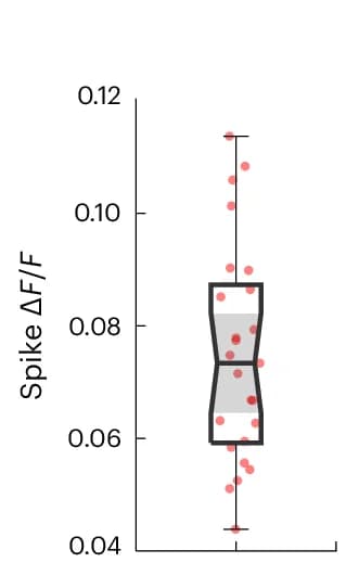 Open access visualization of Box Plot, Scatter Plot, Spike Delta F / F, Neurons, Electrophysiology