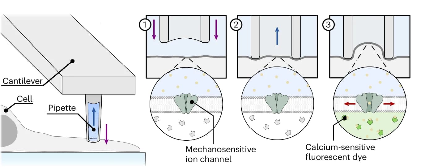 Open access visualization of Workflow, Illustration, Single-Cell Stimulation, Force-Controlled Indentation, Membrane Aspiration