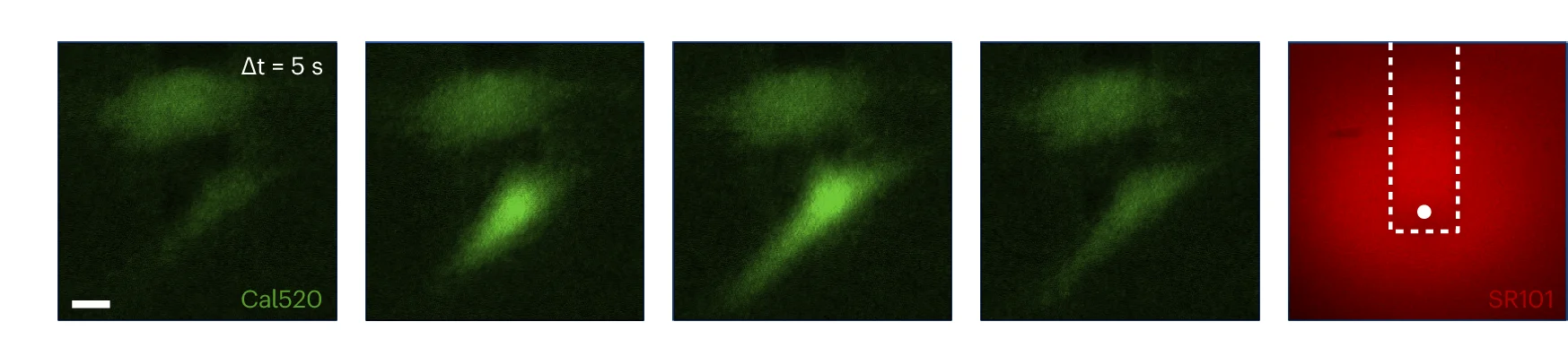 Open access visualization of Microscopy, HFF Cell, Indentation, Aspiration, FluidFM Cantilever