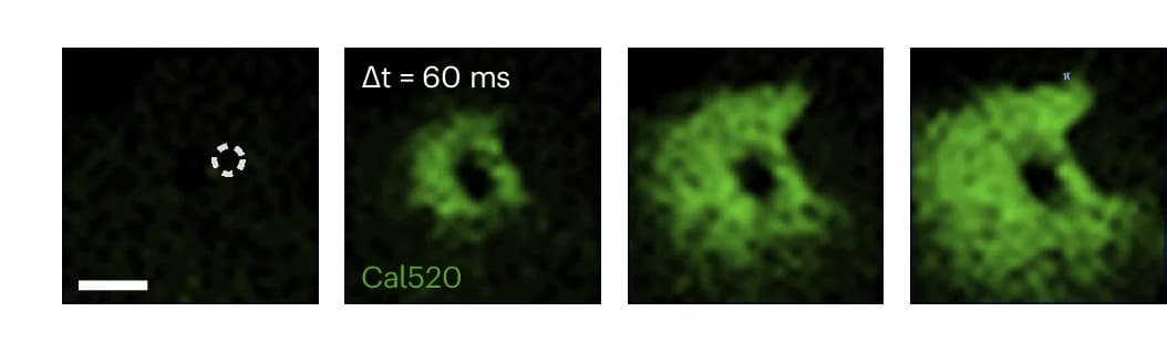 Open access visualization of Microscopy, High-Resolution Imaging, Calcium Response, Indentation