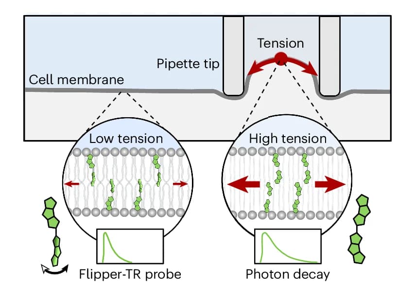 Open access visualization of Illustration, Workflow, Line Plot, Fluorescent Measurement, Membrane Tension
