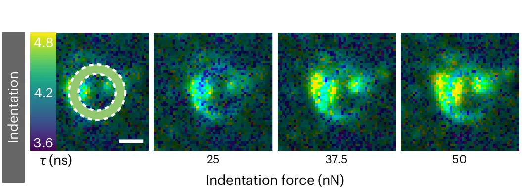 Open access visualization of Microscopy, Fluorescence Lifetime, FluidFM Pipette, Flipper-TR, Cell Indentation