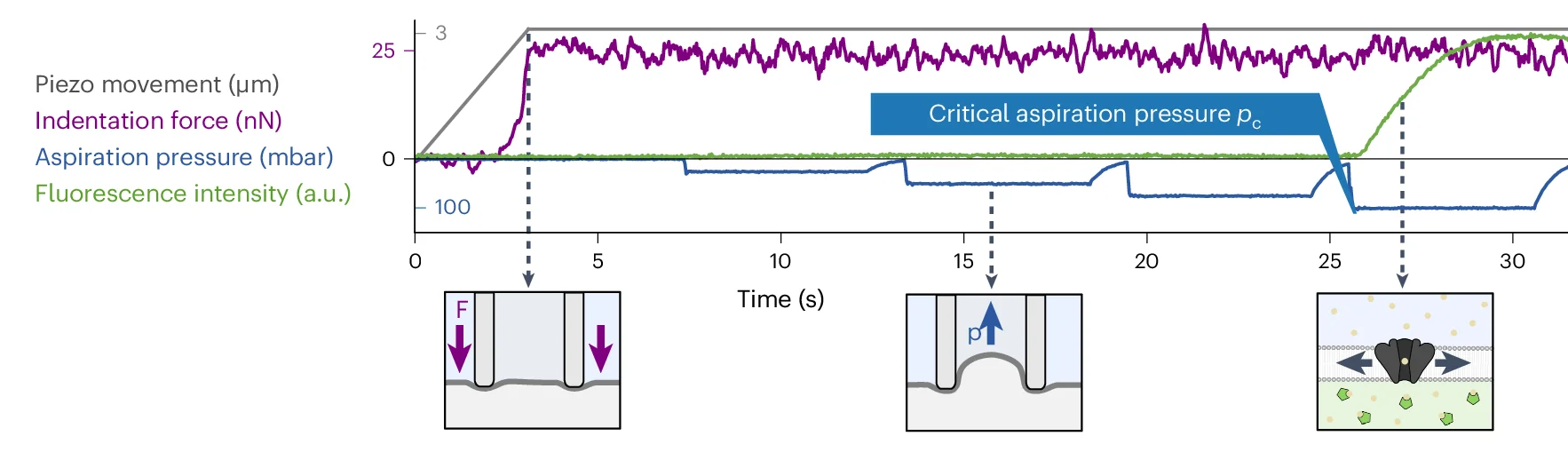 Open access visualization of Line Plot, Line Step, Indentation, Aspiration, Critical Aspiration Pressure