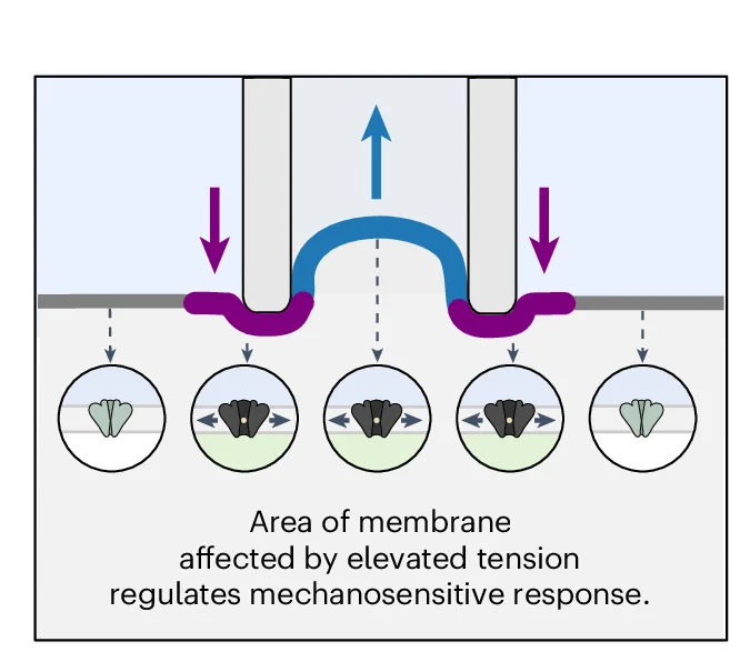 Open access visualization of Illustration, Workflow, Schematic Diagram, Indentation, Aspiration