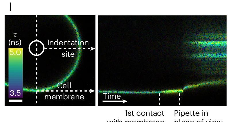 Open access visualization of Microscopy, Kymographs, Real-Time Fluorescence Lifetime Imaging, Flipper-TR, Membrane Bleb