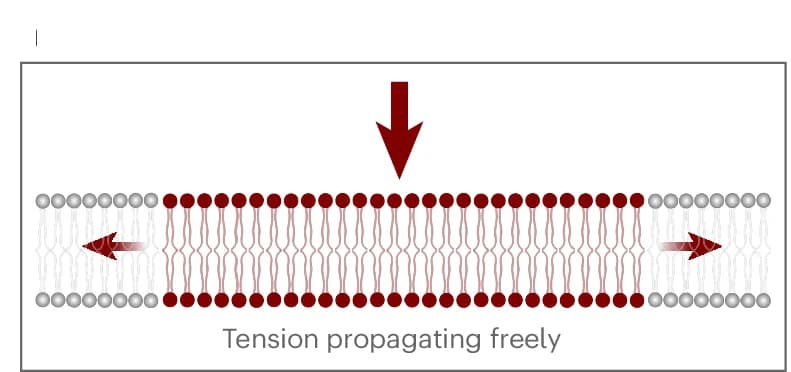 Open access visualization of Illustration, Schematic Models, Membrane Tension, Cytoskeleton-Free Bleb