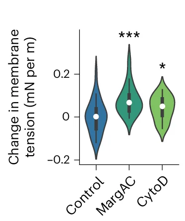 Open access visualization of Violin Plot, Cell Membrane Tension, Control Conditions, Chemical Treatment, Violin Plots
