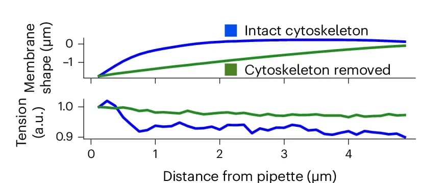 Open access visualization of Line Plot, Membrane, Tension Profile, Indentation, Cytoskeleton