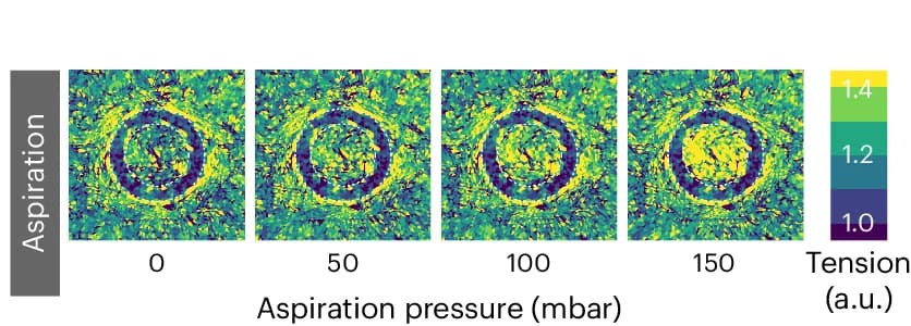 Open access visualization of Heatmap, Spatial Distribution, Membrane Tension, Pipette, Indentation