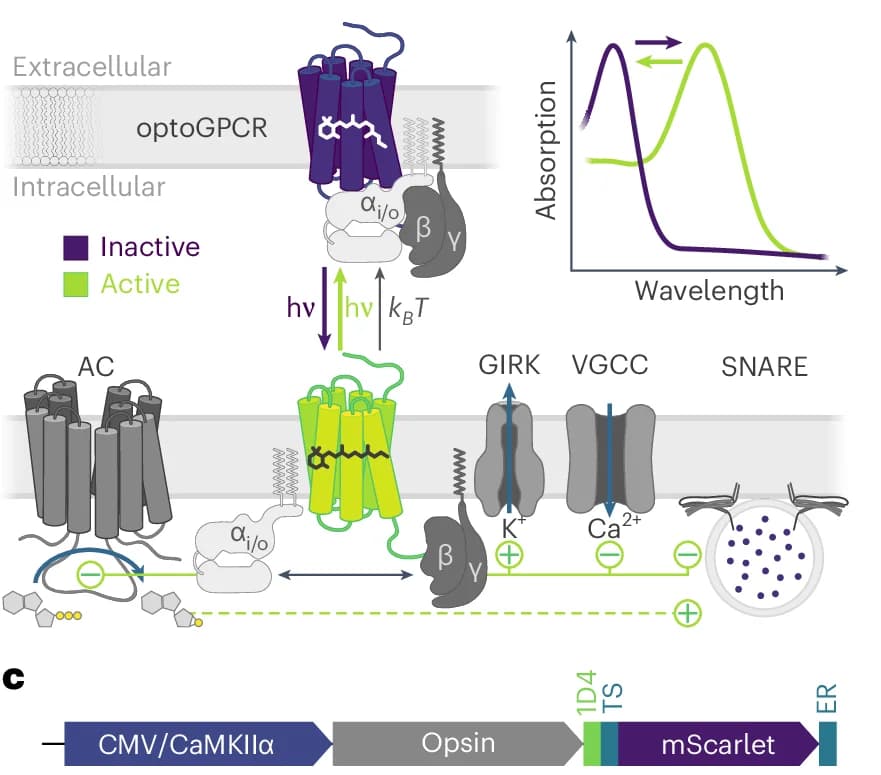 Open access visualization of Workflow, Line Plot, OptoGPCRs, G Protein, GIRK Channels