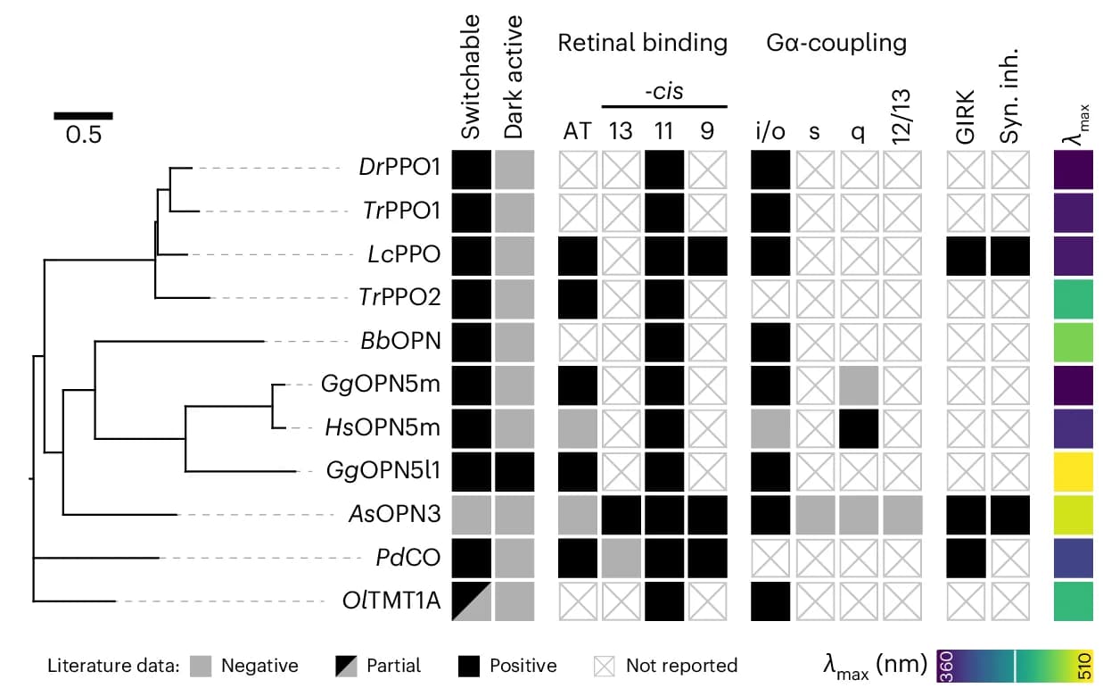 Open access visualization of Phylogenetic Tree, Heatmap, OptoGPCRs, All-Trans